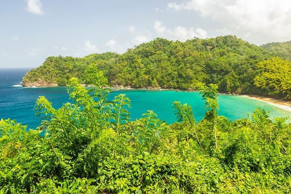 Caribbean-Tobago Ocean cove and jungle landscape